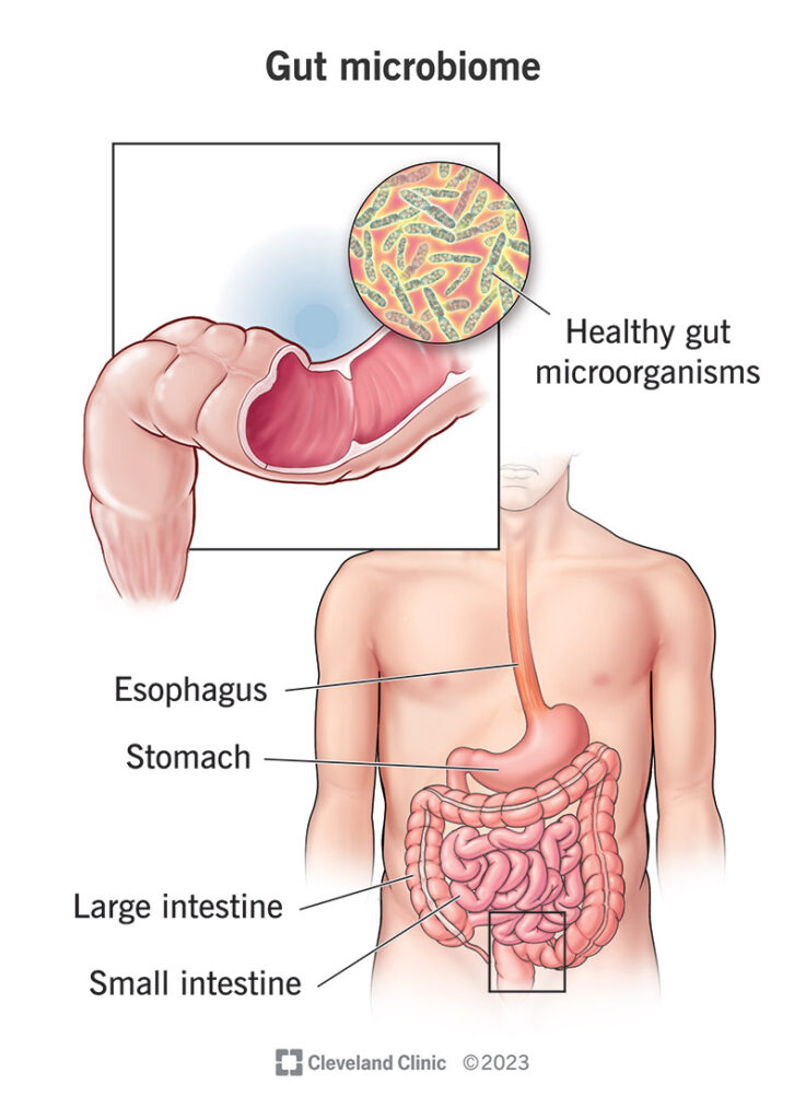 Gut bacteria infographic explaining microbiome balance and digestion.